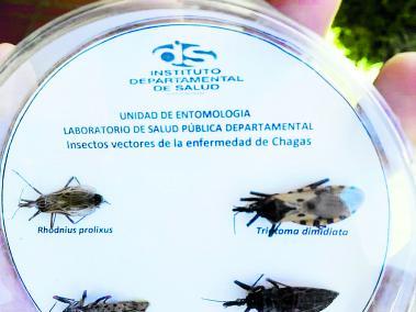Estos son los insectos que trasmiten a través de su picadura la enfermedad Chagas. Debemos identificarlo para actuar frente a esta situación.