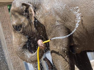 Un elefante asiático se refresca con agua durante un caluroso día en el zoológico de Berlín (Alemania).
