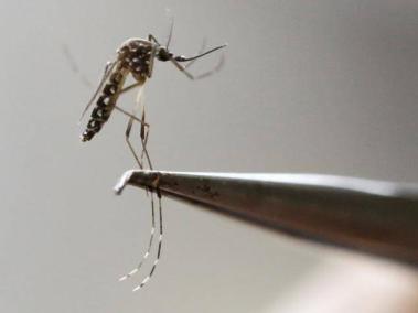 En Sucre, hay reporte de 40 casos de dengue grave y a la fecha hay una muerte registrada en el municipio de Sampués.