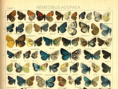 Variedades de mariposas y sus colores, según las han ilustrado estudiosos del tema, también se pueden se pueden apreciar en esta muestra.