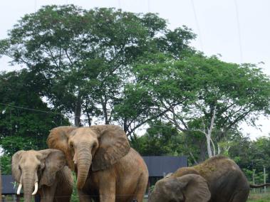 Elefantes de Zimbabue, un país con una gran población de esos animales.