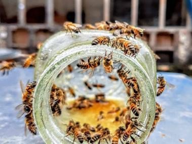 El uso de pesticidas está afectando a más del 70% de las abejas.