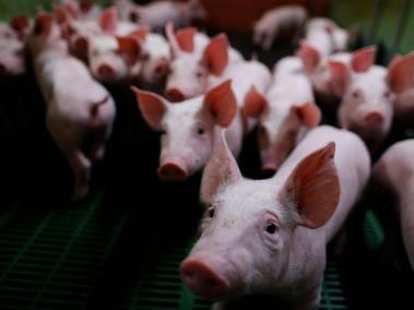 Francia también prohibió castrar cerdos sin aplicar sedación.