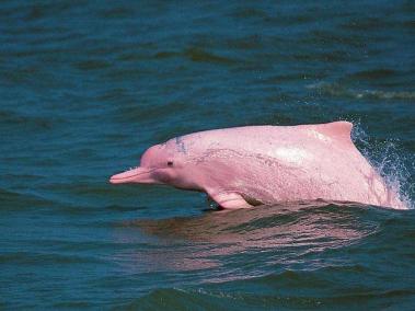 Delfín rosado: especie en peligro
 
El delfín rosado, también conocido como boto, bufeo, delfín del Amazonas o tonina, en 2019 fue catalogado por la UICN como ‘especie en peligro’.  Este mamífero hace parte de las dos especies, junto al delfín gris, que habitan en la Amazonía y Orinoquía. La cacería para obtener su piel, la extracción de petróleo y la minería ilegal de oro han impactado de forma negativa en su hábitat.