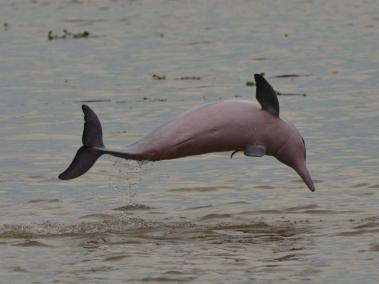 Se abre paso Plan de Manejo de Conservación de delfines del Río Amazonas.