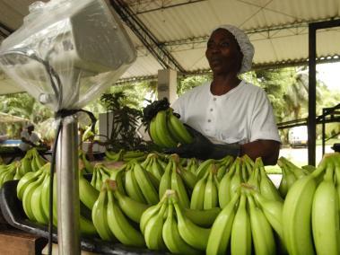La agroindustria del banano es una de las principales fuentes de trabajo del departamento del Magdalena.