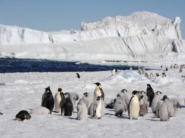 El pingüino emperador figura como una especie ‘casi amenazada’ en la Lista Roja de la UINC.
