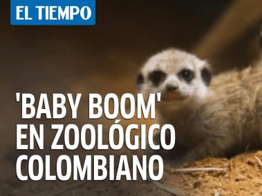 En la zona cafetera de Colombia un zoológico echa de menos a los visitantes. La pandemia se llevó a los turistas, pero un inesperado aumento de crías, varias exóticas, llegó como bálsamo frente a la crisis.