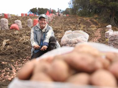 Para mercados, la Gobernación de Cundinamarca les compró a pequeños y medianos productores 360 toneladas de papa.