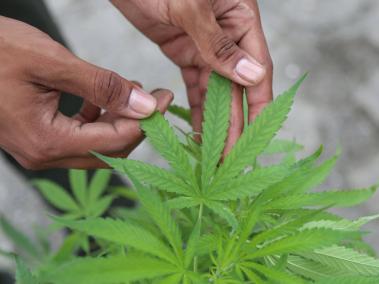 Voceros de la industria de cannabis medicinal señalan que las exportaciones de la flor seca, de alta demanda en el exterior para fines médicos, puede generar recursos para las empresas y más empleo.