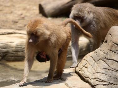 Ternura, risas y suspiros, son algunos de los sentimientos de los visitantes del Zoológico de Cali al llegar al hábitat de los babuinos o del papión sagrado, pues el bebé que nació durante la pandemia enamora a los asistentes con sus travesuras.