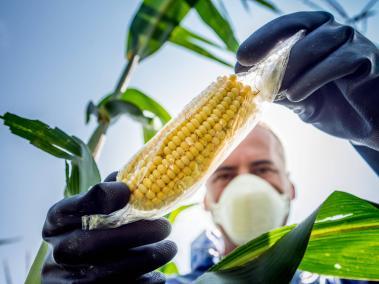 El maíz transgénico es uno de los cultivos modificados más comunes en el mundo.
