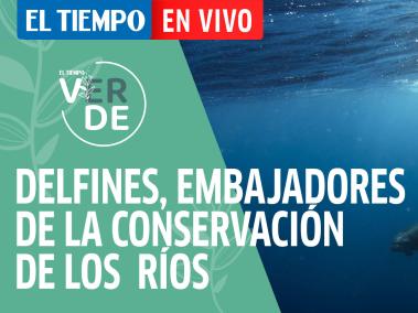 El Tiempo en Vivo: Delfines, embajadores de la conservación de los grandes ríos de Colombia.