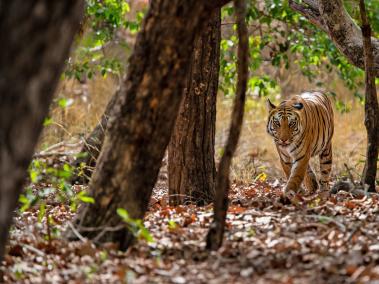 225 personas murieron por ataques de tigres en India entre 2014 y 2019.