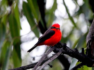 El cerro Nutibara de Medellín es uno de los lugares recomendados para el avistamiento de aves