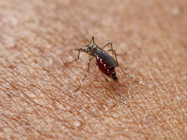 El ‘Aedes aegypti’ (foto) es el mosquito transmisor del dengue. Son características en él las rayas blancas en el dorso y las patas.
