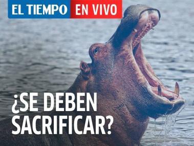 ¿Habrá otra salida para los 100 hipopótamos de Pablo Escobar que no sea el sacrificio?