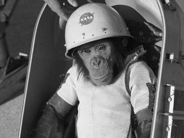 Ham, el primer primate que sobrevivió a un vuelo espacial .