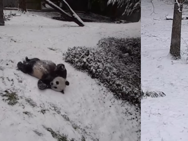 La pareja de pandas descubre lo divertida que es la nieve.
