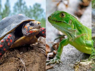 La tortuga morrocoy, la iguana verde y tortuga hicotea figuran entre los animales silvestres más consumidos durante la principal celebración religiosa en Colombia.