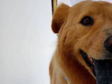 Toby, el perrito que murió en la operación para ponerle un marcapasos.