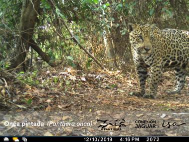 El jaguar es una especie clave en el equilibrio de los ecosistemas y del agua.
