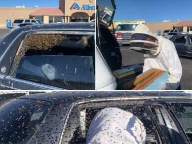 De acuerdo con los Bomberos de Las Cruces, México, no habían atendido una emergencia con abejas en un auto antes.