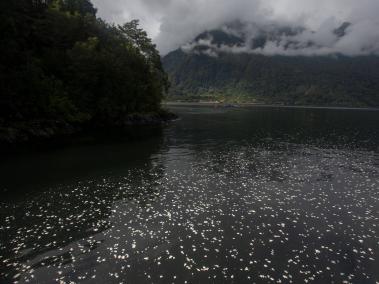 Fotografía cedida por Greenpeace que muestra la marea de algas nocivas