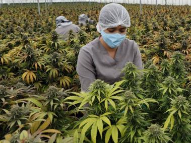 Cannabis para uso medicinal, un mercado en crecimiento en Colombia