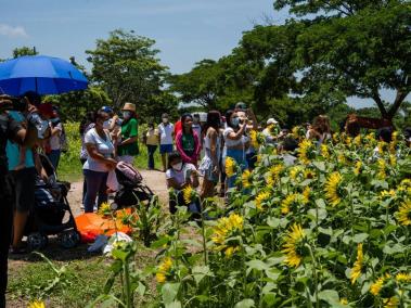 Cientos de turistas de Barranquilla y varias ciudades del Caribe están visitando los cultivos de girasol.