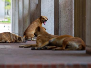 El Centro de Protección de Animales será el lugar para acoger y tratar a los animales callejeros de Barranquilla.