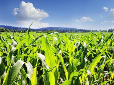 Algunos cultivos de maíz son genéticamente modificados para hacerlos más resistentes a las plagas.