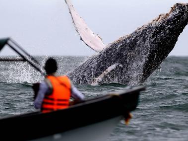 Avistamiento de ballenas en el Pacífico colombiano
