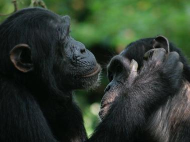 Los investigadores documentaron el uso intencionado de señales por parte de los simios para iniciar y finalizar sus interacciones.