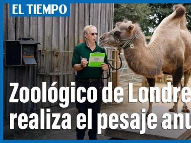 Zoológico de Londres realiza el pesaje anual de sus animales