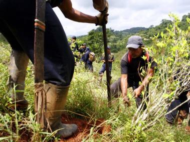 Una de las apuestas de Colombia en la lucha contra las drogas ha sido la erradicación de cultivos.