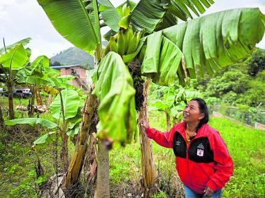 La ambientalista indígena colombiana Celia Umenza, de 48 años, toca un árbol en Tacueyó, departamento del Cauca.