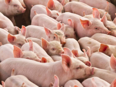 Se estima que la peste porcina africana podría obligar a sacrificar entre 150 y 200 millones de cerdos en el mundo