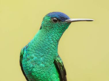 El diamante de frente azul, amazilia capiazul​ o colibrí gorriazul, es una especie de ave endémica de Colombia.