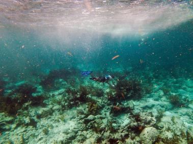 Los corales muertos se encuentran en el fondo del océano en el Estrecho de Florida, cerca de Cayo Largo, Florida.