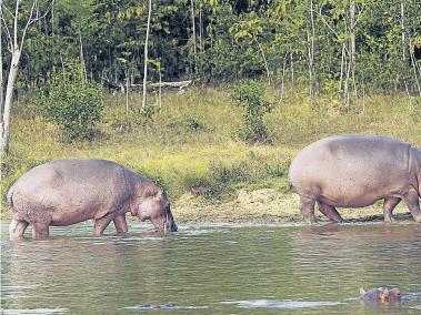 Hipopótamos de la Hacienda Nápoles.
