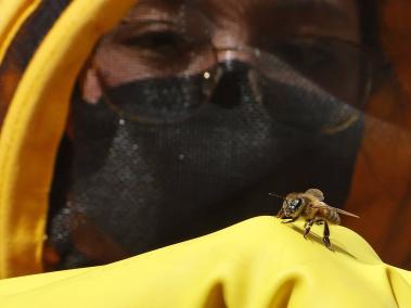 Las abejas son esenciales para la seguridad alimentaria del mundo.
