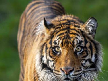 Esta fue la tigresa Kirana, que falleció por la agresividad de Raja, otro tigre con el que intentaban aparearla.