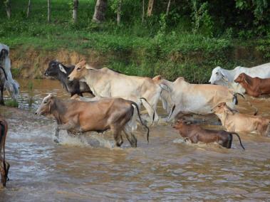El ganado también se ha visto afectado por la ruptura.