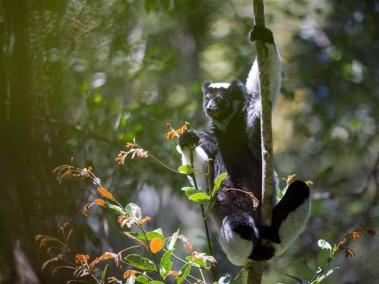 Para averiguar si los mamíferos no humanos tienen sentido del ritmo, el equipo decidió estudiar en Madagascar a uno de los pocos primates 'cantores', el lémur Indri indri.