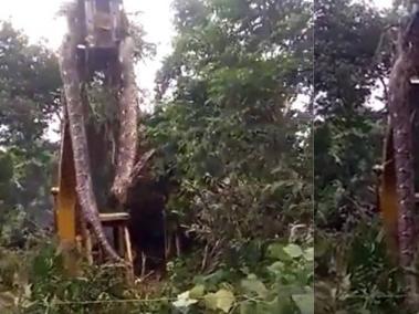 Captura del video en que se ve cómo la grúa levanta a la serpiente en la selva de Dominica.