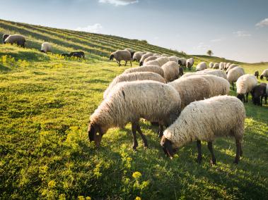 208 ovejas cayeron al vacío; una quedó muerta en la montaña.