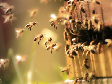 Las abejas buitre cambiaron la alimentación