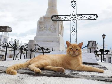 El lugar también es el centro de una particular anécdota de la que son protagonistas por lo menos una decena de gatos que habitan en medio de las tumbas centenarias.