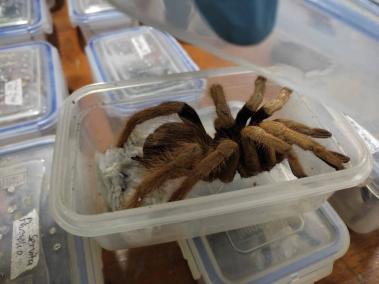 232 tarántulas, un escorpión con 7 crías, nueve huevos de araña y 67 cucarachas iban en recipientes plásticos.